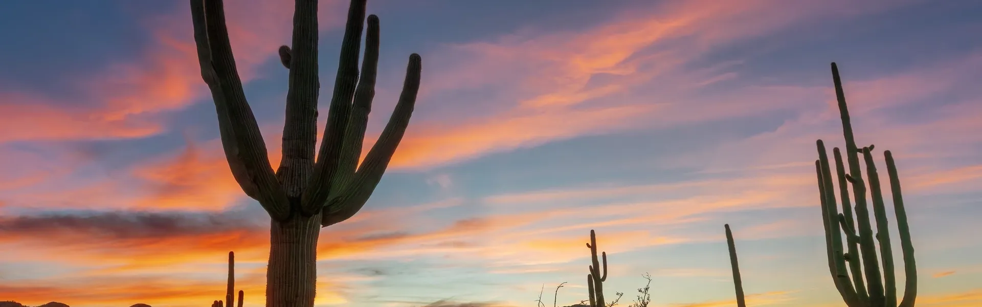 Saguaro cacti at sunset in Arizona